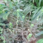 Lenophyllum plant met groene vetplantbladeren en kleine roze bloemen in een tuin.