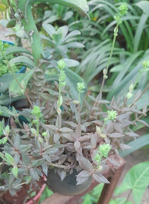 Lenophyllum plant met groene vetplantbladeren en kleine roze bloemen in een tuin.