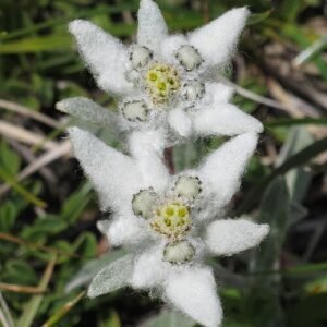 Edelweiss bloem met witte bloemblaadjes en groen blad op kleigrond.