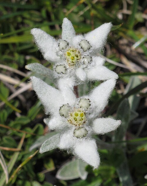 Edelweiss bloem met witte bloemblaadjes en groen blad op kleigrond.