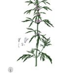Leonurus japonicus plant met paarse bloemen op witte achtergrond.