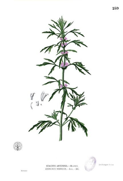 Leonurus japonicus plant met paarse bloemen op witte achtergrond.
