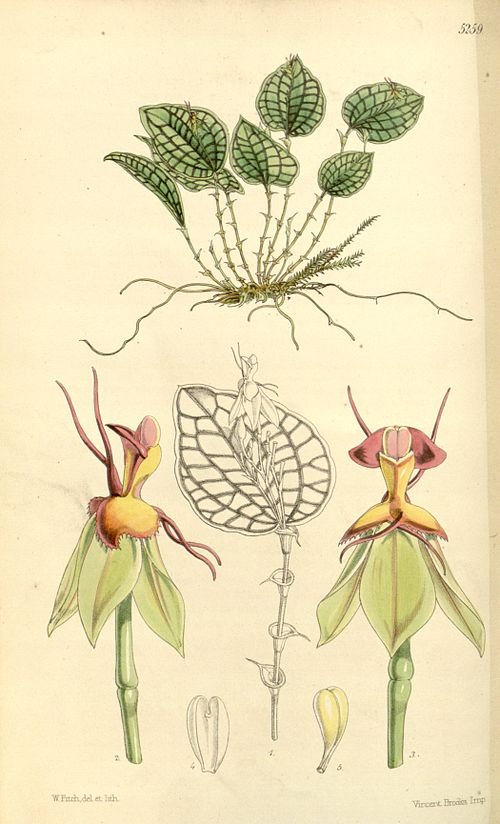 Lepanthes calodictyon orchidee met complexe paarse en witte bloemen op een botanische illustratieplaat.