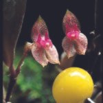 Close-up van Lepanthes papillipetala orchidee bloem met kleine rode bloembladeren.