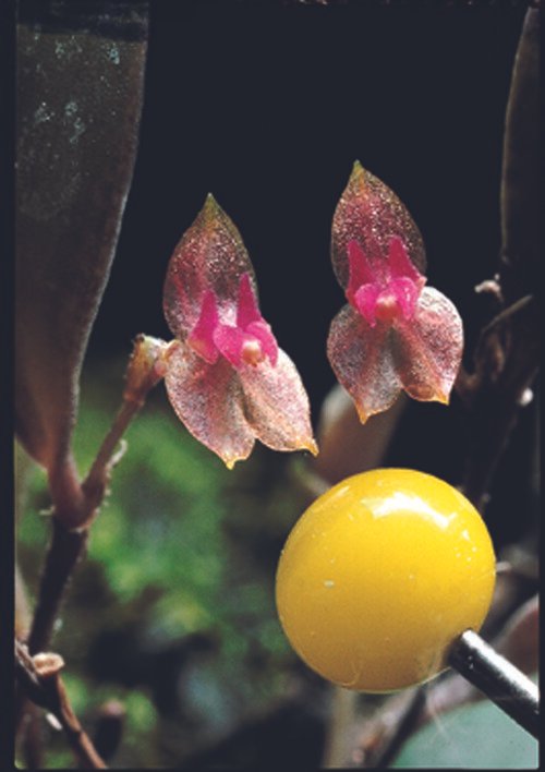 Close-up van Lepanthes papillipetala orchidee bloem met kleine rode bloembladeren.