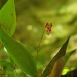 Lepanthes pteropogon orchidee met kleine witte bloemen en donkere groene bladeren.