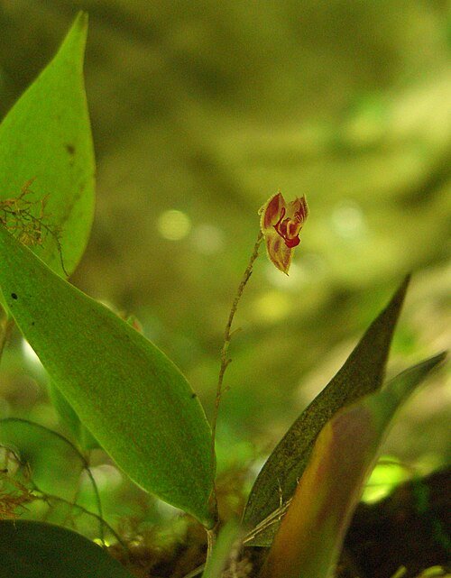 Lepanthes pteropogon orchidee met kleine witte bloemen en donkere groene bladeren.