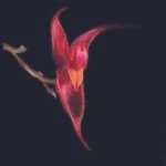 Delicate Lepanthes stenosepala orchid with small white flowers and green leaves.