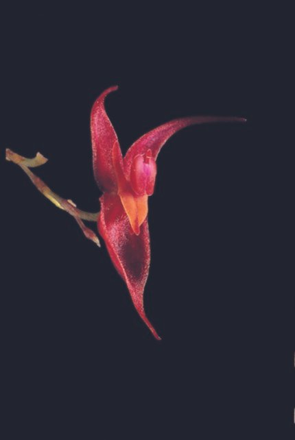 Delicate Lepanthes stenosepala orchid with small white flowers and green leaves.