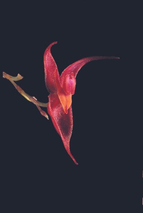 Delicate Lepanthes stenosepala orchid with small white flowers and green leaves.