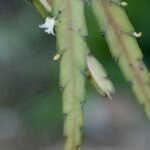 Lepismium cruciforme var. anceps plant met groene bladeren en rode bloemen.