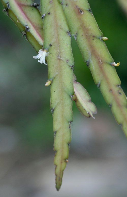 Lepismium cruciforme var. anceps plant met groene bladeren en rode bloemen.