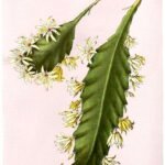 Lepismium houlletianum met lange groene stengels en bloeiende witte bloemen.