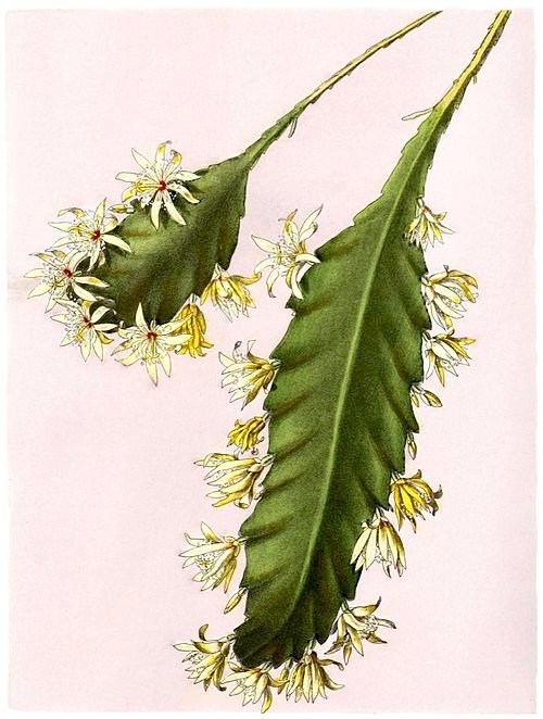 Lepismium houlletianum met lange groene stengels en bloeiende witte bloemen.