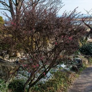 Leptospermum theeboom bloemen op kleigrond.