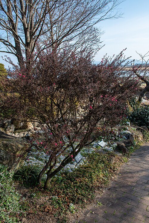 Leptospermum theeboom bloemen op kleigrond.