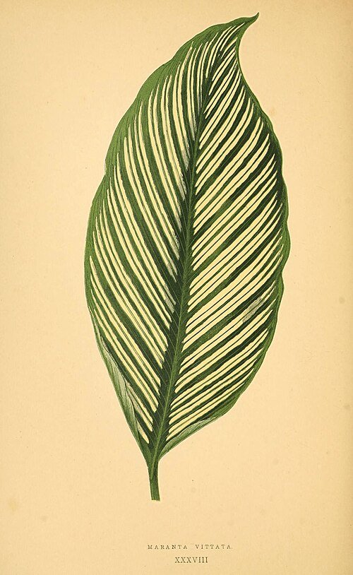 Goeppertia elliptica met levendig gekleurde bladeren en patronen.