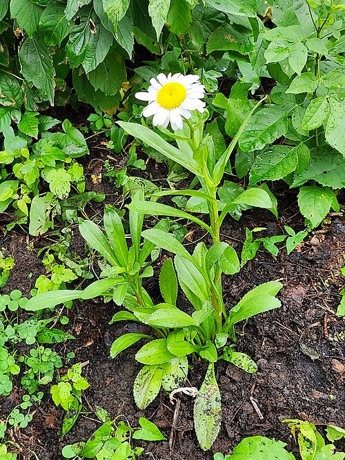 Witte Leucanthemum x superbum bloem met geel hart op groene stengel.