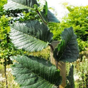 Amerikaanse iep 'Lewis & Clark' boom met groene bladeren en slanke stam.