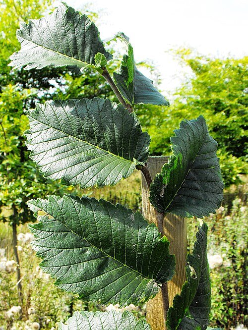 Amerikaanse iep 'Lewis & Clark' boom met groene bladeren en slanke stam.