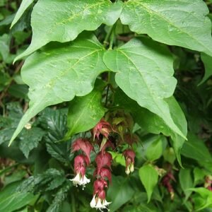 Leycesteria formosa struik met paarse bessen en groene bladeren.