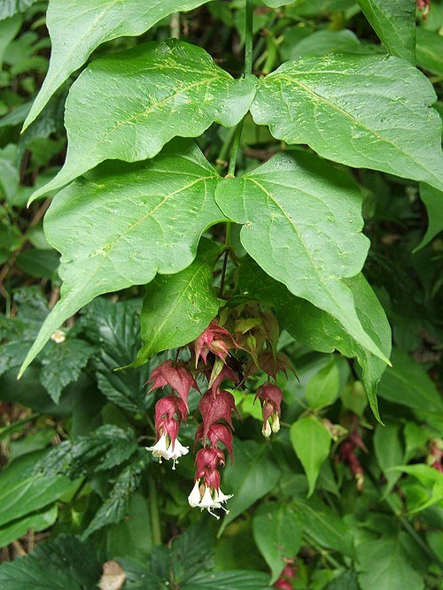 Leycesteria formosa struik met paarse bessen en groene bladeren.