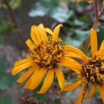 Ligularia 'Britt-Marie Crawford' plant met diep paarse bladeren.