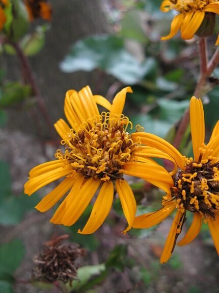 Ligularia 'Britt-Marie Crawford' plant met diep paarse bladeren.