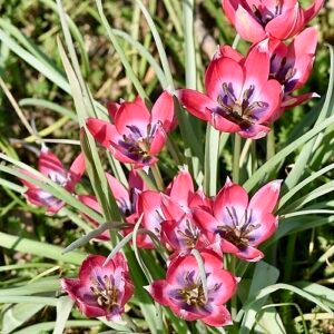 Tulipa humilis bloem met paarse bloemblaadjes en groen blad.