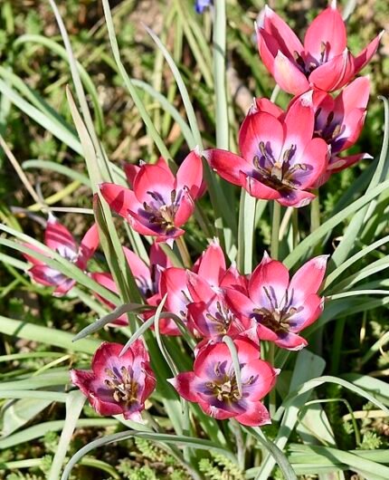Tulipa humilis bloem met paarse bloemblaadjes en groen blad.