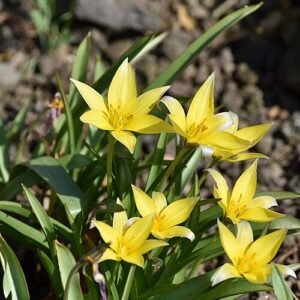 Tulipa Tarda gele bloemen in botanische setting.