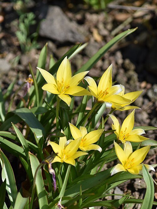 Tulipa Tarda gele bloemen in botanische setting.