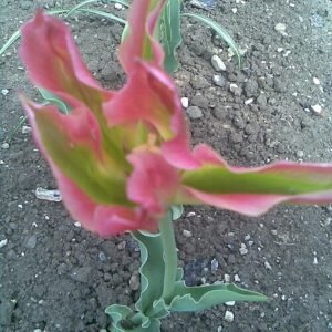 Tulp met groene bloemblaadjes en gele kern.
