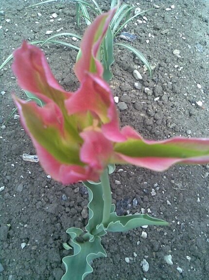 Tulp met groene bloemblaadjes en gele kern.