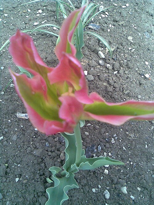 Tulp met groene bloemblaadjes en gele kern.