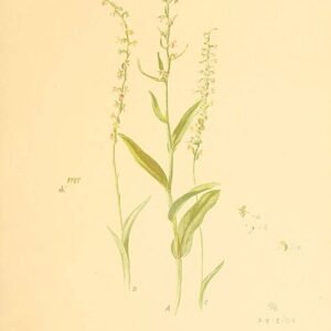 Mooie witte Platanthera huronensis orchidee bloem met bladeren en steel.