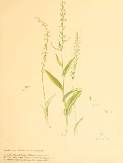 Mooie witte Platanthera huronensis orchidee bloem met bladeren en steel.