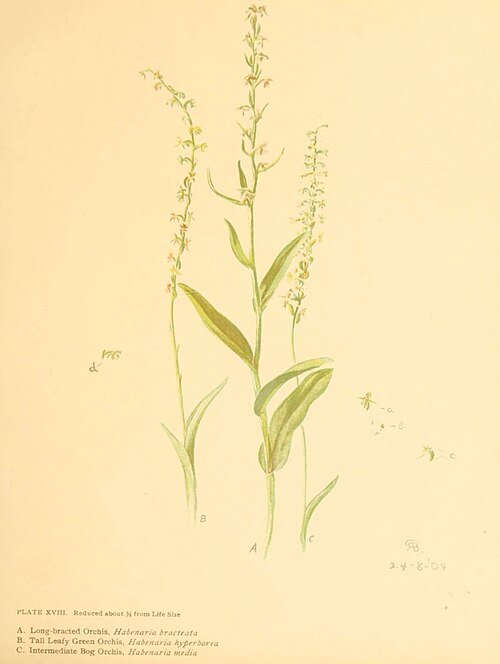 Mooie witte Platanthera huronensis orchidee bloem met bladeren en steel.