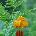 Oranje en geel Lilium columbianum bloem op groene bladeren.