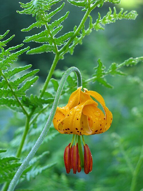 Oranje en geel Lilium columbianum bloem op groene bladeren.
