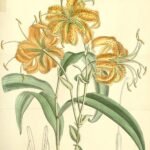 Bloeiende oranje Lilium henryi bloem tegen groen blad.