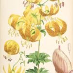 Oranje Lilium humboldtii bloem op groene bladeren tegen aarde achtergrond.