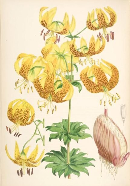 Oranje Lilium humboldtii bloem op groene bladeren tegen aarde achtergrond.