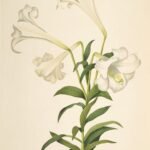 White Lilium longiflorum flower with long petals and yellow stamens on green stem.