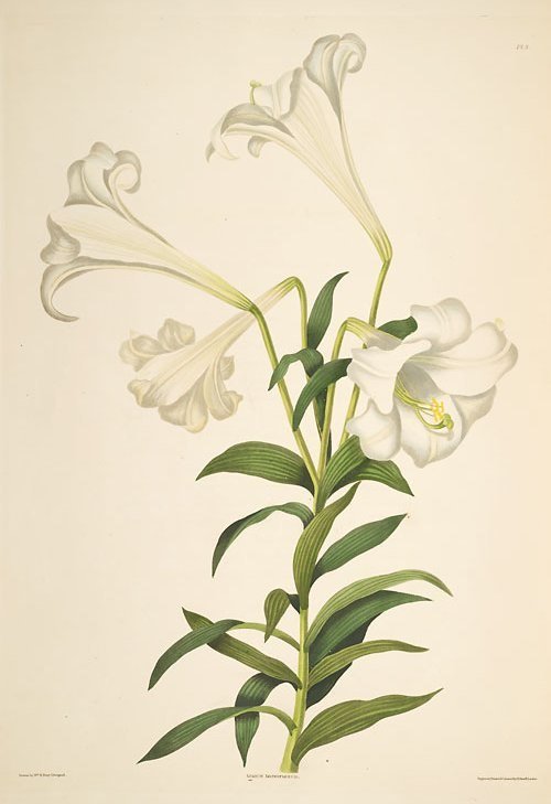 White Lilium longiflorum flower with long petals and yellow stamens on green stem.