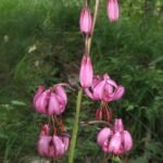 Turkse lelie bloem in volle bloei met diep roze bloemblaadjes.