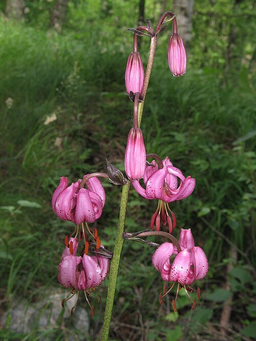 Turkse lelie bloem in volle bloei met diep roze bloemblaadjes.