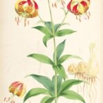 Orange and red Lilium pardalinum flowers with green leaves and stems.