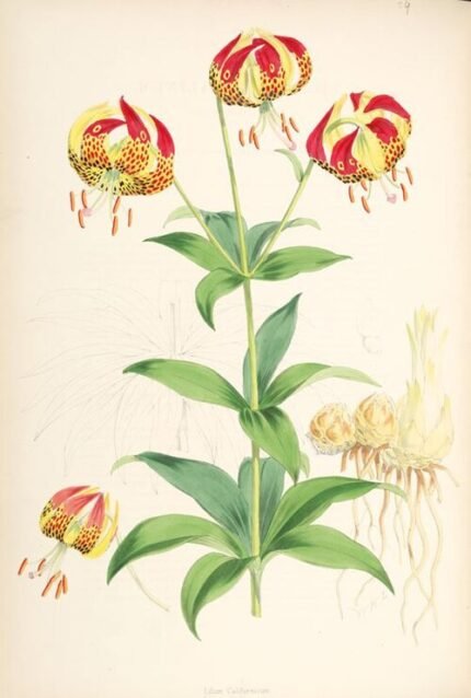 Orange and red Lilium pardalinum flowers with green leaves and stems.