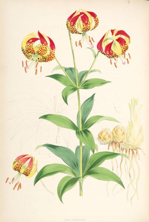 Orange and red Lilium pardalinum flowers with green leaves and stems.